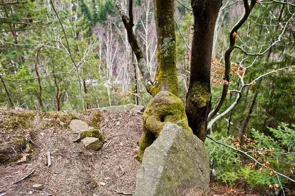 Penhasco Rochoso Floresta Verde Nas Montanhas Dos Cárpatos — Fotografia de Stock