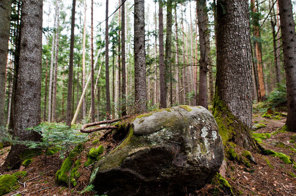 Large stones of rocks at wet forest in Carpathian mountains.