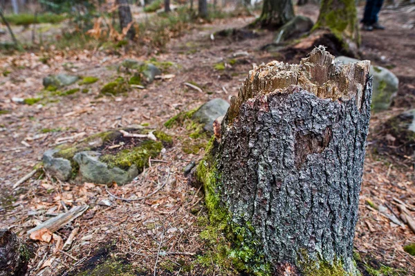 喀尔巴泰山脉潮湿森林中的木树桩 — 图库照片