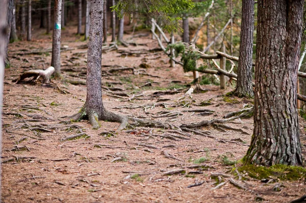 Bosque Verde Con Raíces Árboles Las Montañas Cárpatos —  Fotos de Stock