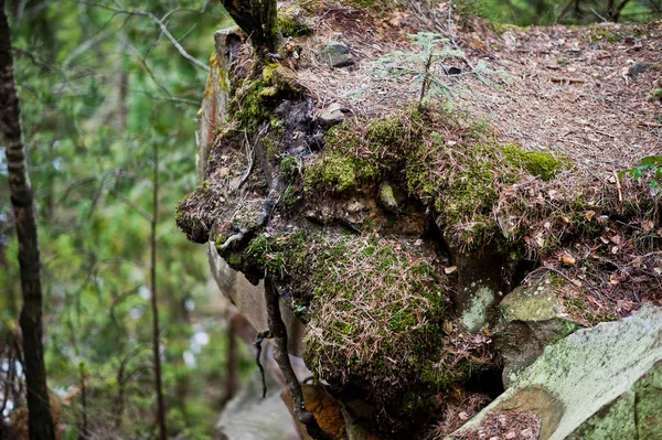 Skalistego Urwiska Zielonym Lesie Karpatach — Zdjęcie stockowe