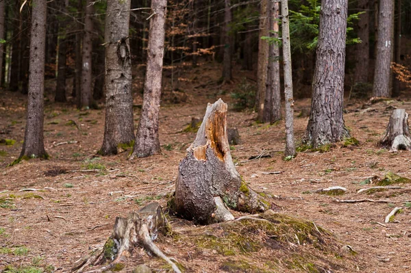 Tocón Madera Bosque Húmedo Las Montañas Los Cárpatos —  Fotos de Stock