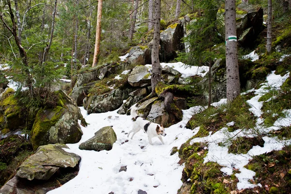 Dovbush Skály Stezka Osamělý Divokého Psa Lese Karpatech — Stock fotografie