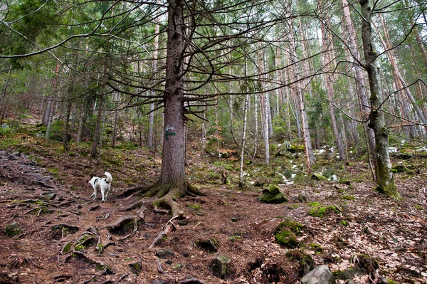 在喀尔巴泰山区的森林里 有孤独的野狗的鸽子石和小道 — 图库照片