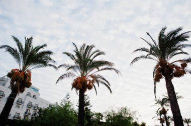Bulutlu gökyüzüne karşı palmiye ağaçları, güzel tropikal arka plan.