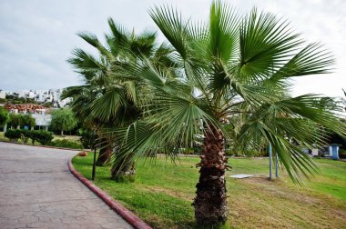 Bodrum 'da palmiye ağaçları Sokağı, Türkiye.