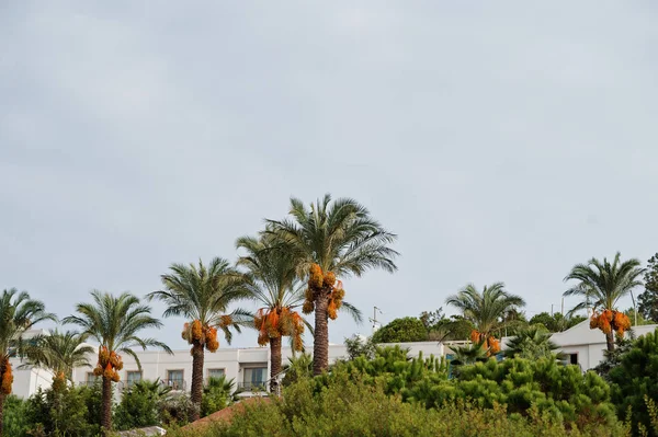 Bodrum, Türkiye 'de olgun tarihler ile palmiye ağaçları.