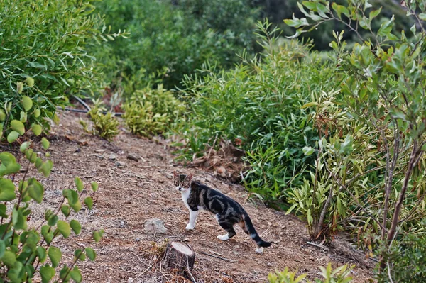 Bir leopar gibi Bengal kedi açık yürüyüş gizlice.