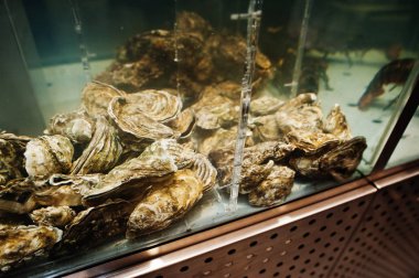 Süpermarket akvaryum Satılık ıstakoz ile istiridye kabuğu.