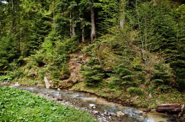 Yüksek Karpat dağları, güzel curv ile Amazing manzara