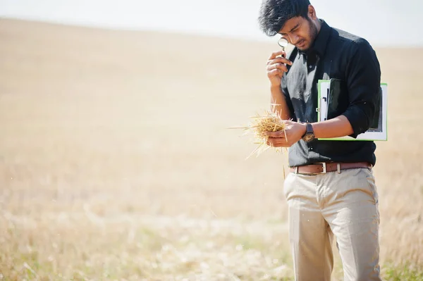 South asian agronomist farmer inspecting wheat field farm. Agric