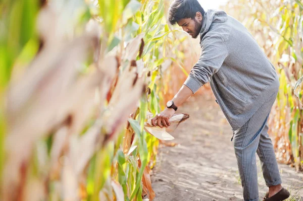 South asian agronomist farmer inspecting corn field farm. Agricu