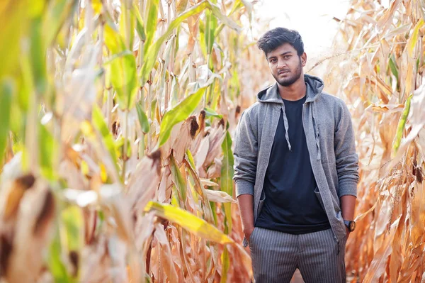 South asian agronomist farmer inspecting corn field farm. Agricu