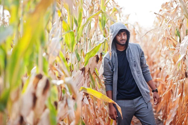 Granjero agrónomo sudasiático inspeccionando granja de maíz. Agricu —  Fotos de Stock