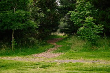 Huzurlu İzlanda manzarasında yemyeşil bir yolda gezinen sakin bir orman yolu..