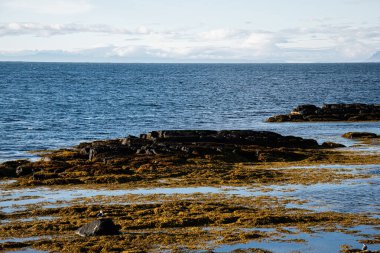 İzlanda 'da huzurlu deniz kıyıları kayalık kıyı şeridi ve geniş okyanus manzarası sergiliyor..