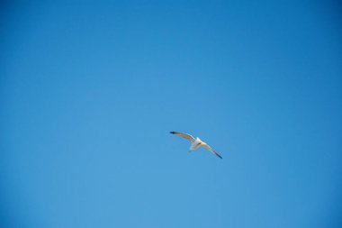 İzlanda 'da açık mavi gökyüzünde süzülen tek bir martı.