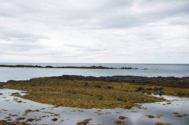 Akranes, İzlanda yakınlarındaki kayalık kıyılar, deniz yosunu ve sakin sulara sahip sakin kıyı manzarası.