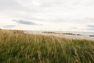 İzlanda 'da uzun otlar ve bulutlu bir siluet içeren sakin deniz kenarı sahnesi