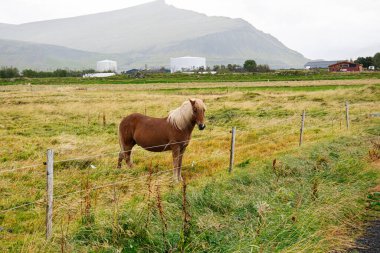 Güzel, kahverengi bir at yemyeşil bir çayırda otluyor. Etrafı sakin doğal manzarayla çevrili..