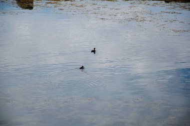İzlanda 'da yansıtıcı bir gölde yüzen iki kuşun huzurlu görüntüsü..