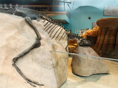 Baltimore, Maryland, ABD - 10 Nisan 2025: Kayalık oluşum üzerinde sergilenen büyük bir dinozor iskeleti sergisi, Edward St. John Hall, Baltimore, ABD.