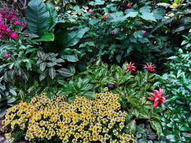 Kennett Meydanı, Pennsylvania, ABD - 15 Nisan 2025: Değişik renk ve dokularda egzotik bitkiler ve çiçekler sergilenen canlı iç bahçe.