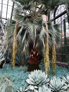 Kennett Meydanı, Pennsylvania, ABD - 15 Nisan 2025: Resimli Longwood Gardens konservatuarı içinde canlı yeşillik, mükemmel doğal botanik sahnesi