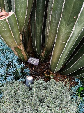 Kennett Meydanı, Pennsylvania, ABD - 15 Nisan 2025: Longwood Gardens, Kennett Meydanı, PA