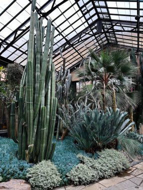 Kennett Meydanı, Pennsylvania, ABD - 15 Nisan 2025: Kaktüs ve tropikal bitkiler Kennett Meydanı 'ndaki Longwood Gardens konservatuarında sergilendi