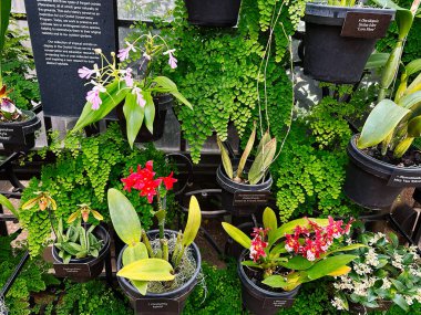 Kennett Meydanı, Pennsylvania, ABD - 15 Nisan 2025 Longwood Gardens konservatuarındaki saksılarda canlı bir orkide ve yeşillik düzenlemesi