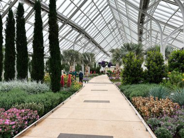Kennett Meydanı, Pennsylvania, ABD - 15 Nisan 2025: Kennett Meydanı 'ndaki Longwood Gardens konservatuarında yemyeşil ve renkli çiçek sergileri