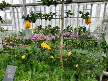 Kennett Meydanı, Pennsylvania, ABD - 15 Nisan 2025: Vibrant Buddha 'nın el meyvesi Longwood Gardens botanik konservatuarında sergilendi.