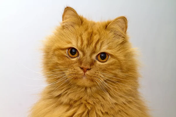 Precioso Gato Persa Naranja Con Mirada Profunda —  Fotos de Stock