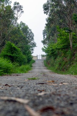 Ormanın ortasındaki patika