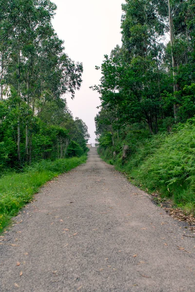 Camino Medio Del Bosque — Foto de Stock