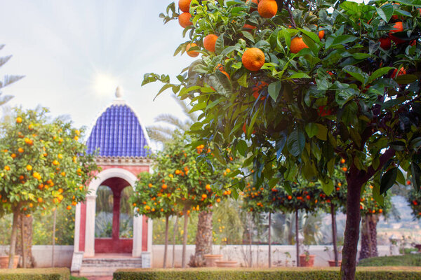 Mediterranean style garden with orange trees