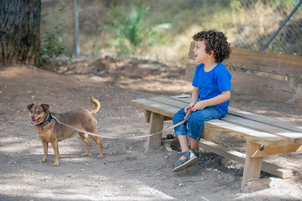 Parktaki Ahşap Bankta Oturan Küçük Çocuk Köpeğiyle Birlikte Güneşli Bir — Stok fotoğraf