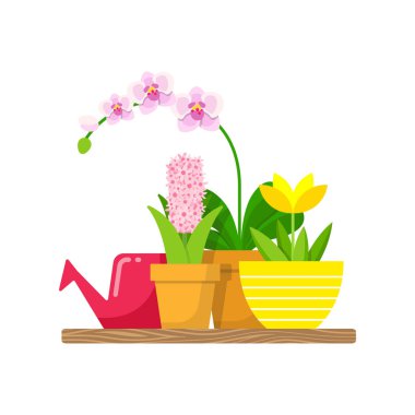Raf ev bitkiler ve çiçekler için sulama olabilir. Phalaenopsis orkide, sarı lotus ve sümbül.