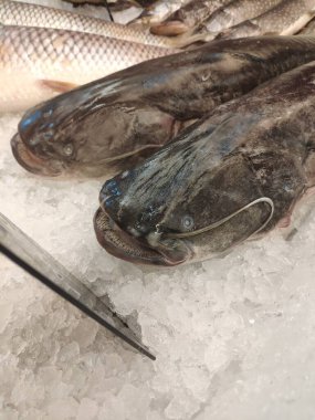 İki Catfish 'in (Silurus Glanis) ezilmiş buzların arasında bir tezgahta yakın plan çekimi