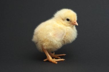 Tatlı sarı piliç ayakta. siyah arka plan üzerine izole