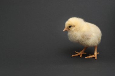 Tatlı sarı piliç. siyah arka plan üzerine izole