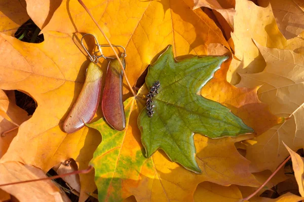 handmade epoxy resin jewelry. maple seeds earrings. maple leaf pendant. natural habitat. autumn.