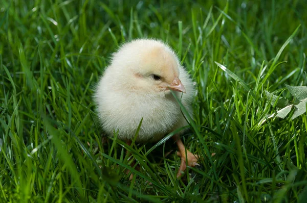 Cute Chick Standing Grass Outdoors Natural Habitat — Stock Photo, Image
