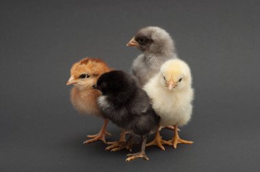 Four multi-colored chicks nestled to each other. Isolated on black background. clipart