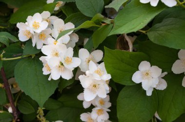 yasemin çalı. doğal yaşam alanında. Arka plan.
