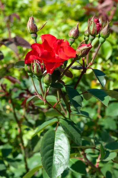 Buisson Roses Rouges Dans Habitat Naturel Contexte — Photo