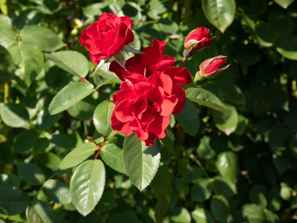 赤いバラの茂み 自然の生息地で — ストック写真