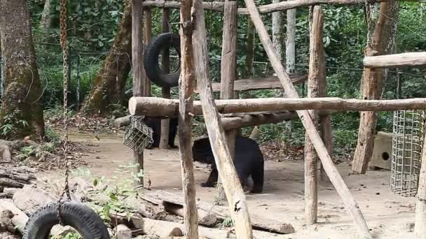 Himalayan björnar i djurparken — Stockvideo