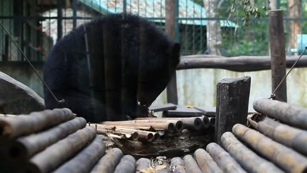 動物園でヒマラヤ クマ — ストック動画